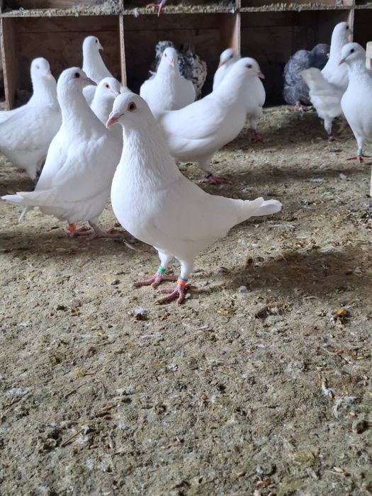 Vand porumbei Hubble