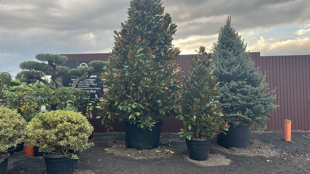 Tuia mesteacăn  magnolia  spirala