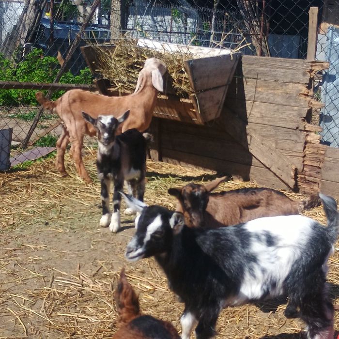 Iezi de vanzare preț 25 lei kg