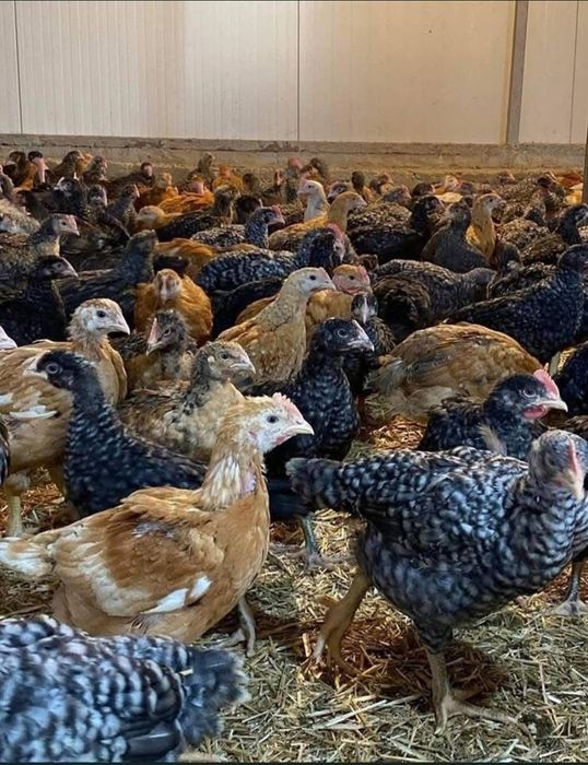 Vând pui rasă mixta si pui de carne