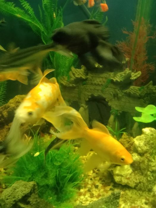 Аквариум с рыбками