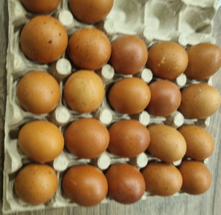Ouă roșii de găină rasa marans