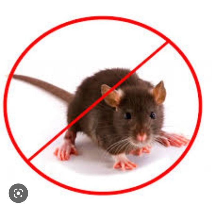 Sichqon Dori Kalamush Dori