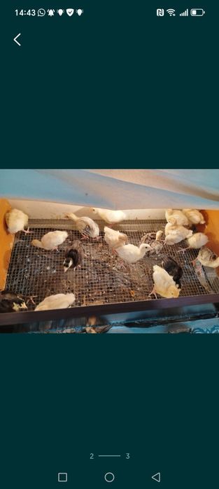 Индук балапандары