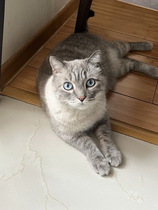 Отдам бесплатно кота