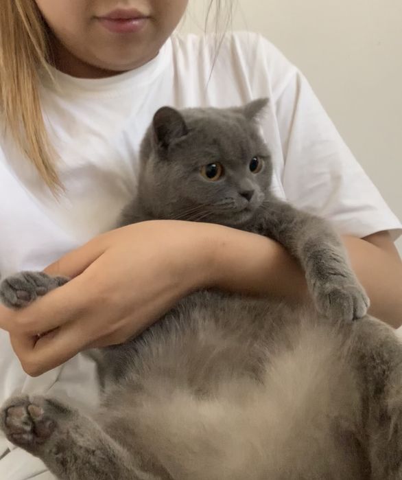 Британская короткошерстная