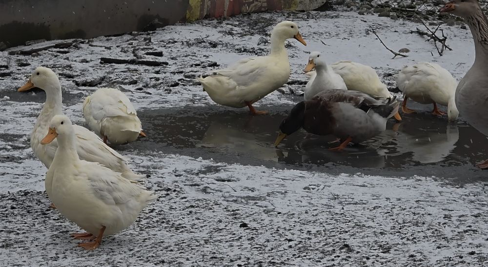 Vând Boboci de Gasca de Rata Normala si Muta  .Trimit în tara!