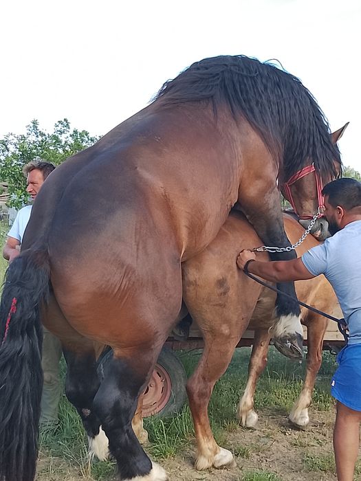 VÂND SAU SCHIMB!!!UN MÂNZ MAI SPECIAL!!pentru mai multe detalii sunați la 0757167124!!!