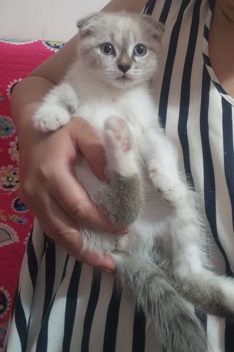 Котенок-девочка 2месяца-Скоттиш-фолд