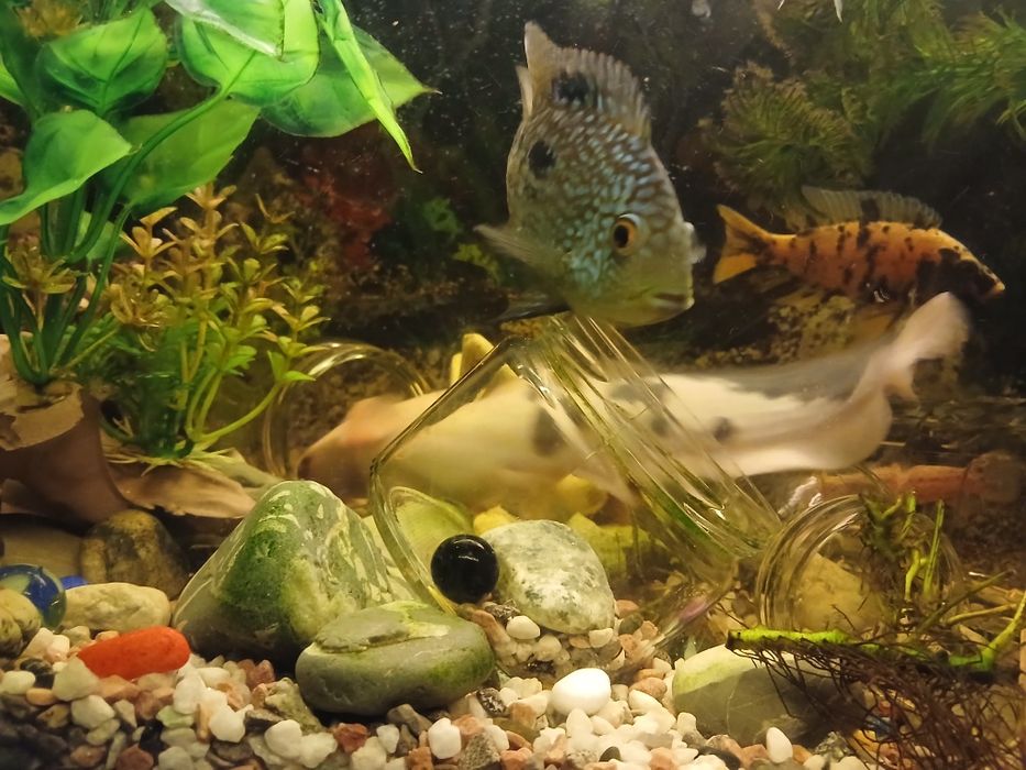 Сом клариус примерно 25см