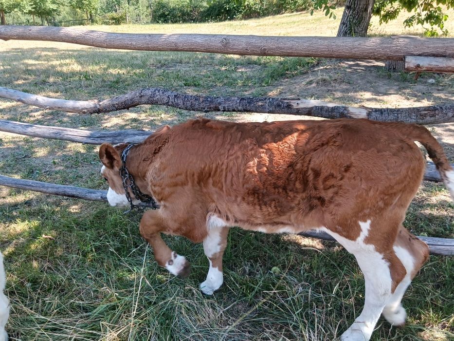 Vând vițea de trei săptămâni