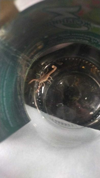 Скорпион Аризонский жёлтого окраса