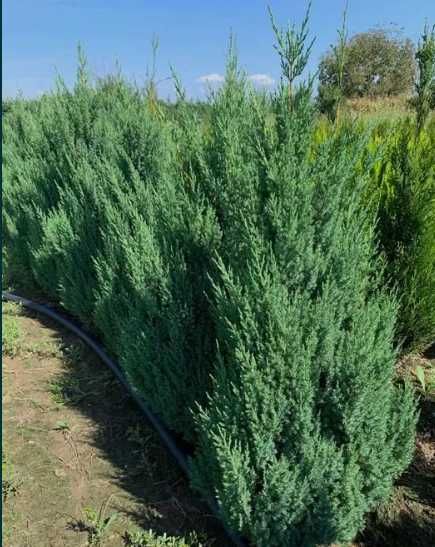 Plante Ornamentale pentru Design Peisagistic Profesional