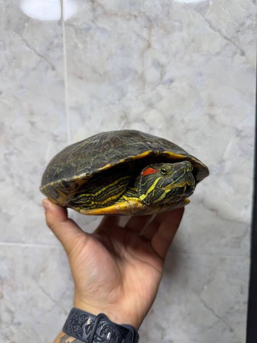 Продаётся красноухая черепаха