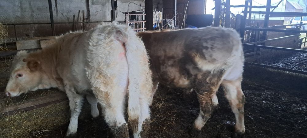 Vând viței charolaise metis