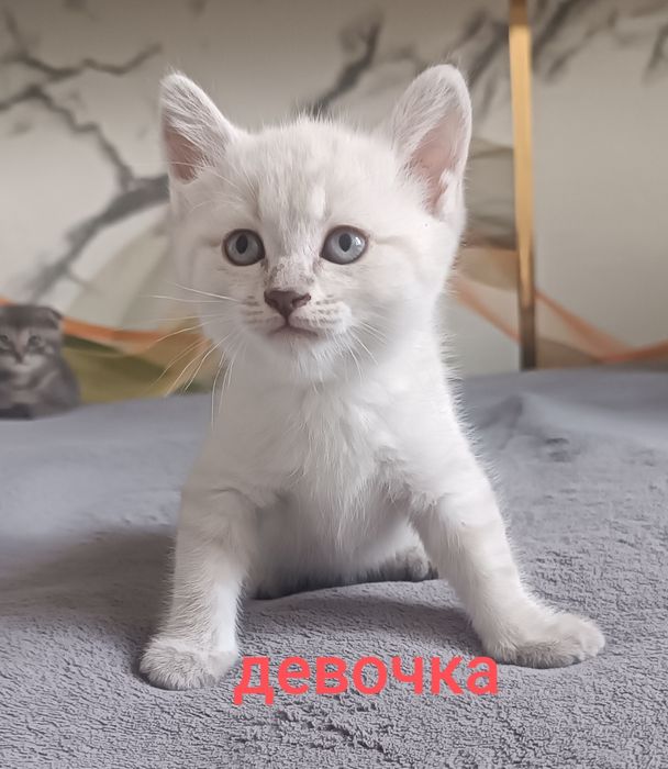 Продам обаятельных котят