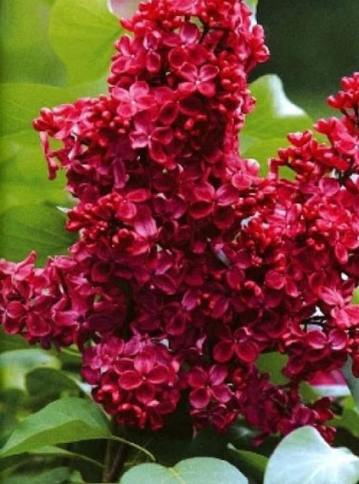 Liliac altoit galben/ rosu/mov cu alb/ roz cu alb 50 lei