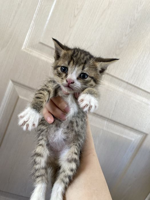 Марғаулар бар 5 еу