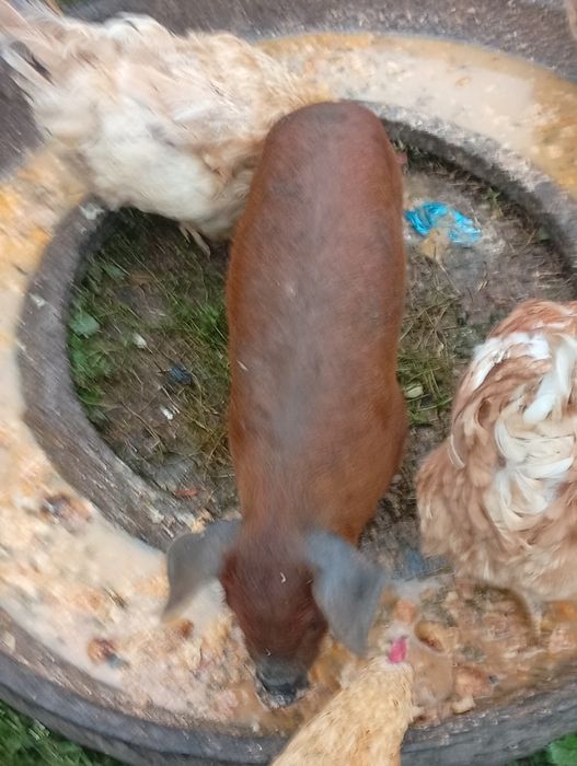 Găini de țară roșii și albe frumoase SI ieftine