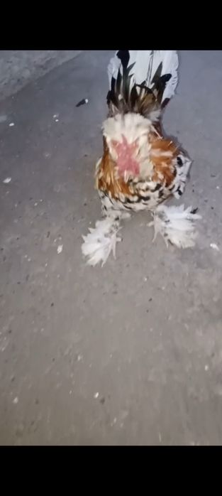 Kareyski yapon xoroz sotuvda