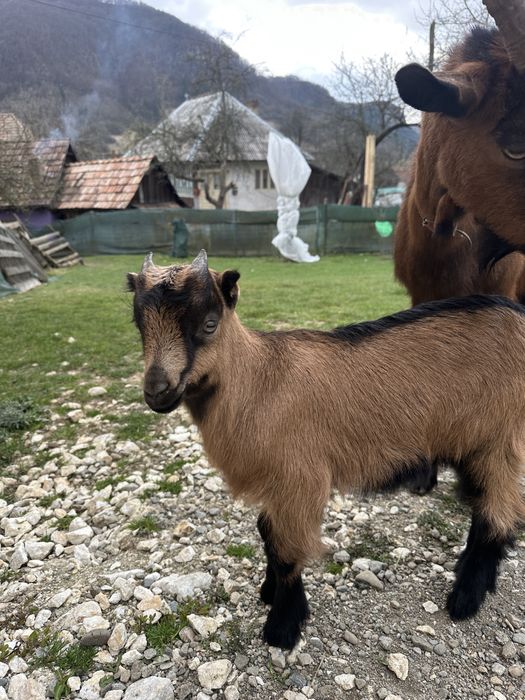 Vand tapisor alpin francez ciul