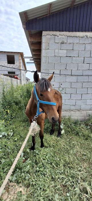 Тай байтал сатылады