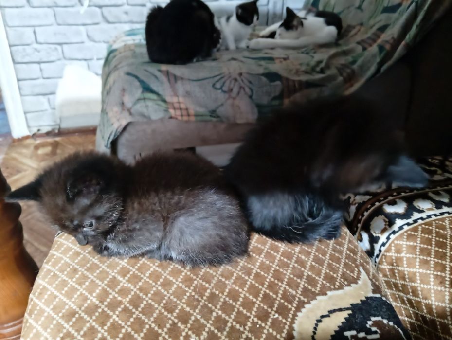 Отдам в добрые руки