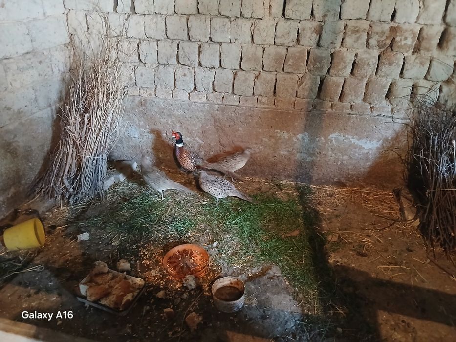 Fazan tuxumlari  zakaz olamiz