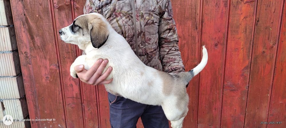 Vând pui de Asia centrala