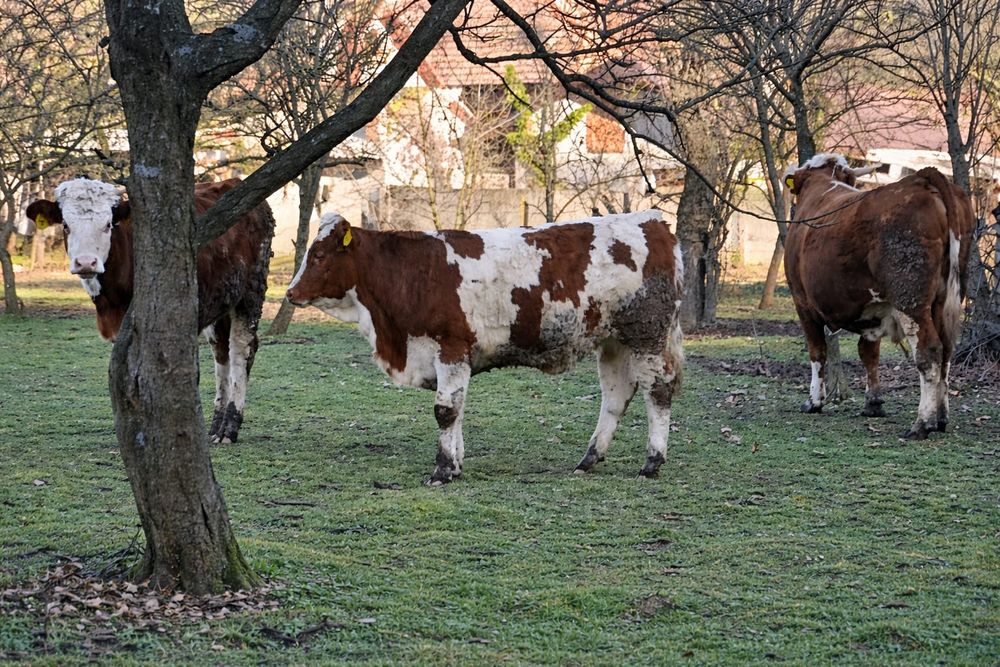 Vitea băltată românească