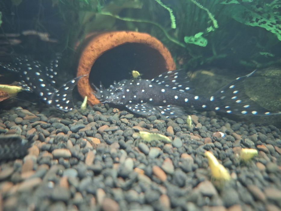 Звездни сомчета,воални анцитруси