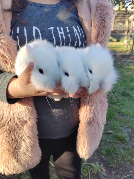 Vând iepuri cap de leu