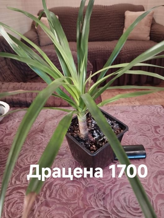 Продам комнатные растения