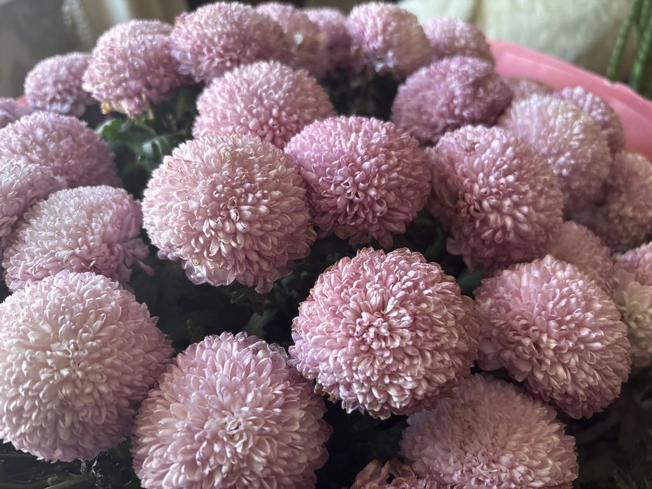 Букет:Хризантема Момоко