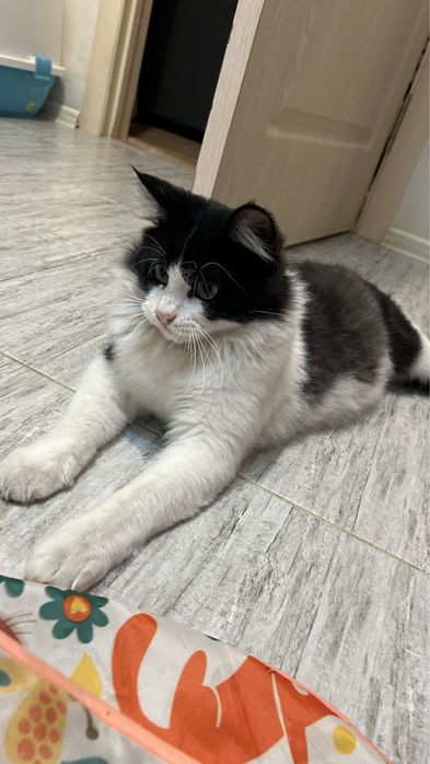 Отдам даром котика в добрые рукт