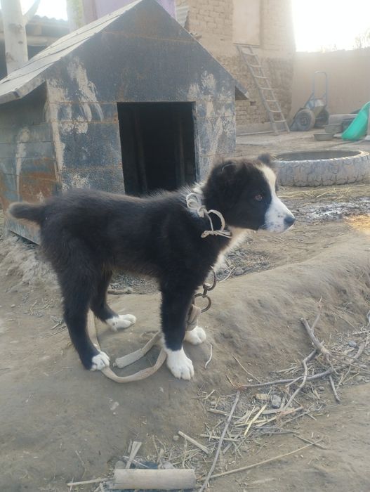 Emalshi qiligan dorlari beilgan