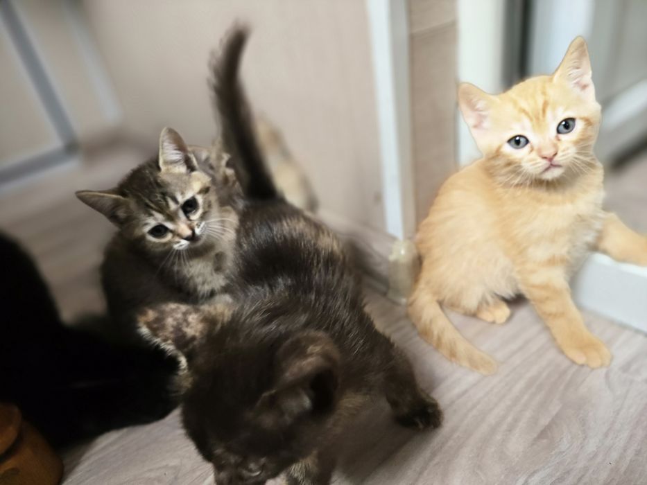 Отдам котят в добрые руки