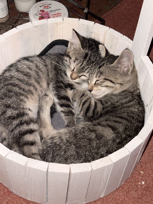 отдадим котят в добрые руки