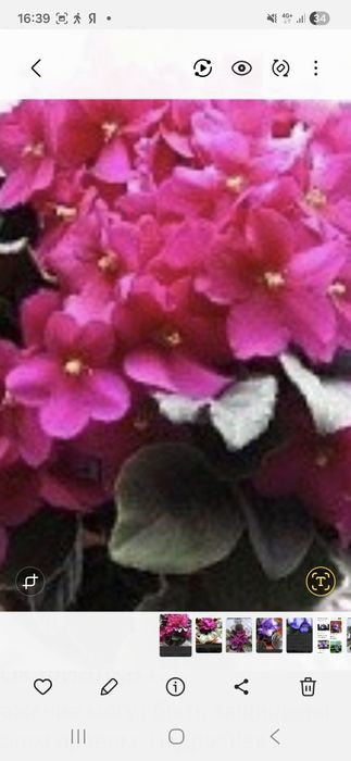 Фиалки,продаю листочки