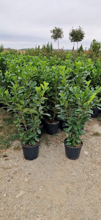 Photinia pe tija- Euonymus tija- Cupressocyparis leylandi - Prunus lau