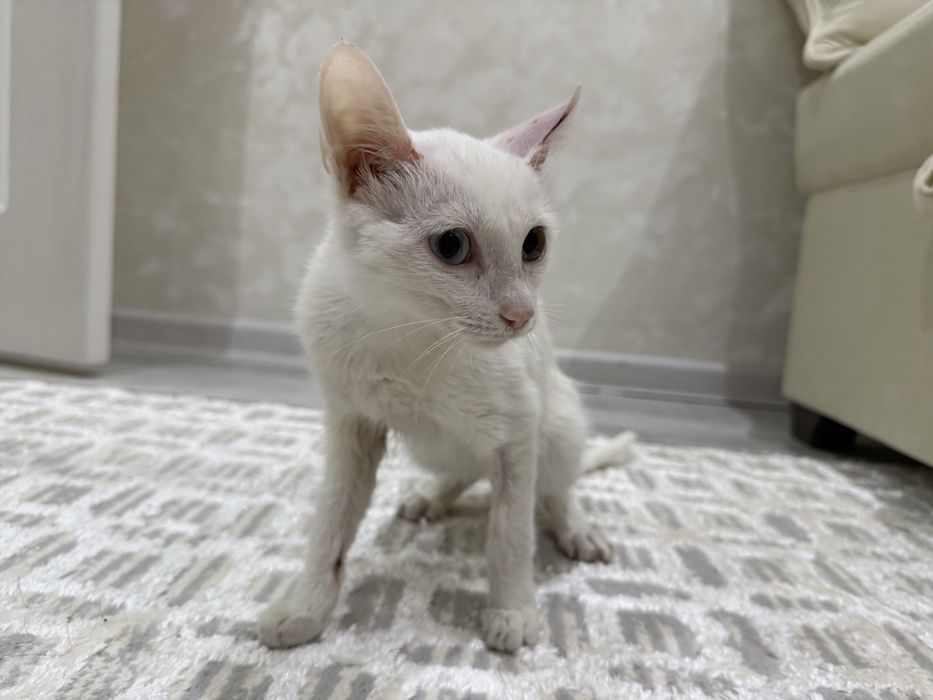 Отдам котенка в добрые руки