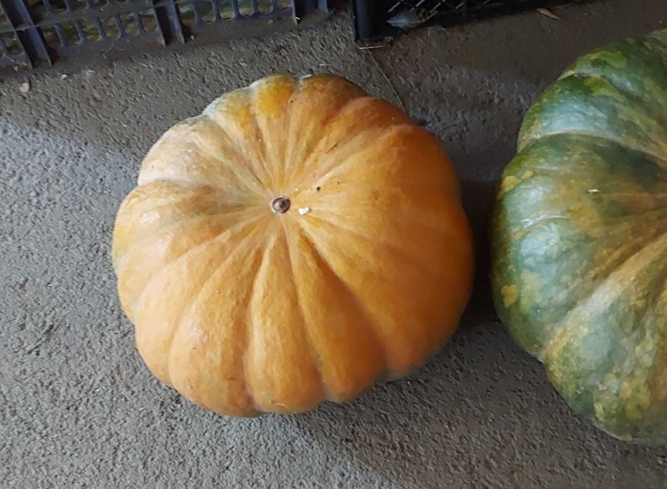 Сладкая сочная тыква.