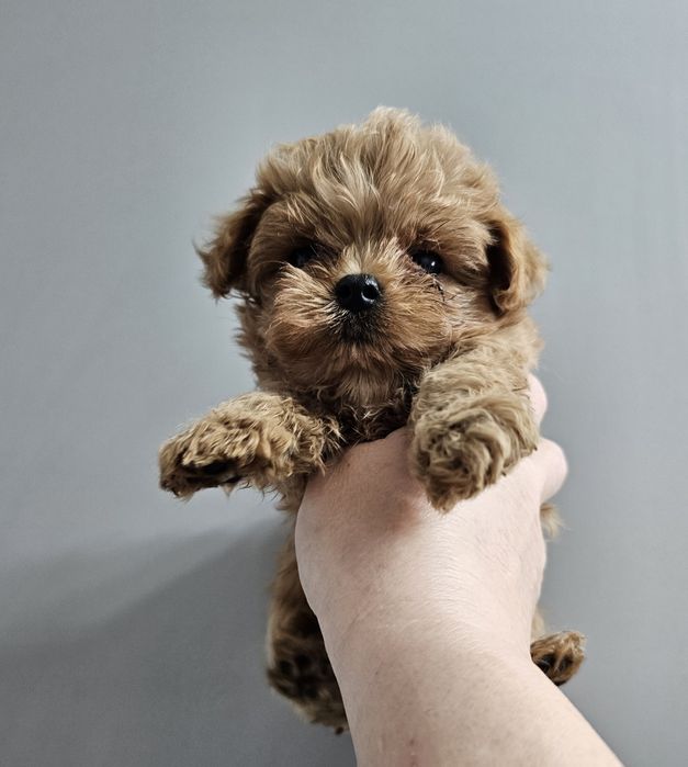 Мальтипу разных окрасов