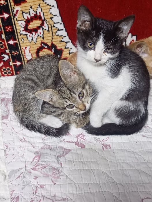 Отдам котят в добрые руки.
