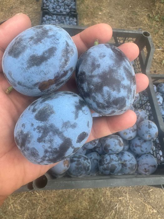 Продам сливу оптом