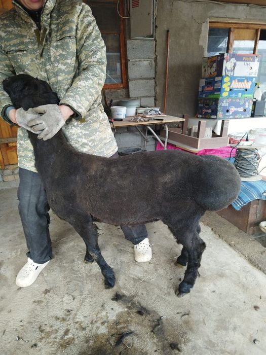 Қошқар, Баран, сатылады.