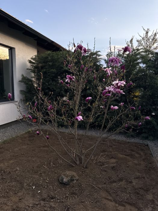 Magnolie roz 2m inaltime