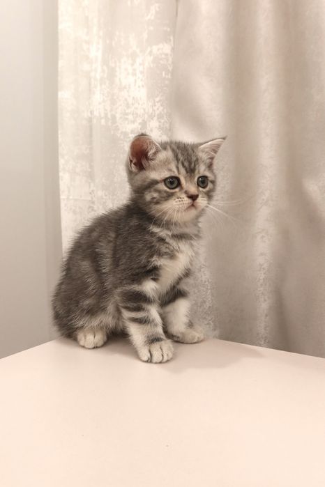 Продаётся шотландский котёнок