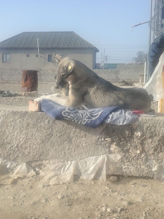 Девочка, 1 год стерелизована