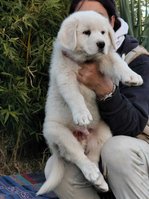 Кавказка овчарка